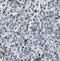 SOSS complex subunit B1 antibody, FNab05955, FineTest, Immunohistochemistry frozen image 