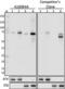 BTK Phospho (Tyr551)/ITK Phospho (Tyr512) antibody, 646902, BioLegend, Western Blot image 