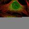 Zinc Finger Protein 569 antibody, HPA052994, Atlas Antibodies, Immunofluorescence image 