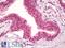 Atrial natriuretic peptide receptor 3 antibody, LS-B8684, Lifespan Biosciences, Immunohistochemistry paraffin image 