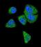 Complement C6 antibody, abx033078, Abbexa, Immunofluorescence image 