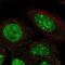 Zinc finger protein 300 antibody, NBP2-58118, Novus Biologicals, Immunofluorescence image 