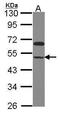 Myocardial Zonula Adherens Protein antibody, GTX106522, GeneTex, Western Blot image 