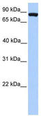 Forkhead Box M1 antibody, TA345345, Origene, Western Blot image 