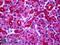 Presenilin Associated Rhomboid Like antibody, LS-B5095, Lifespan Biosciences, Immunohistochemistry frozen image 