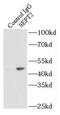 Septin-2 antibody, FNab07721, FineTest, Immunoprecipitation image 