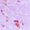 Cell Division Cycle 27 antibody, LS-C351959, Lifespan Biosciences, Immunohistochemistry frozen image 