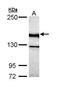 Unc-13 Homolog B antibody, TA308991, Origene, Western Blot image 