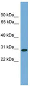 LKAAEAR Motif Containing 1 antibody, TA339945, Origene, Western Blot image 