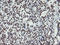 Non-POU Domain Containing Octamer Binding antibody, TA504802, Origene, Immunohistochemistry frozen image 