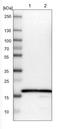 Ribosomal Protein L27 antibody, NBP1-82856, Novus Biologicals, Western Blot image 
