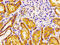 Frizzled-10 antibody, CSB-PA891782LA01HU, Cusabio, Immunohistochemistry frozen image 