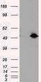 SIL1 Nucleotide Exchange Factor antibody, CF501010, Origene, Western Blot image 