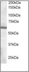 Thioredoxin Reductase 1 antibody, AP23024PU-N, Origene, Western Blot image 
