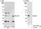 DnaJ Heat Shock Protein Family (Hsp40) Member C8 antibody, A301-839A, Bethyl Labs, Immunoprecipitation image 