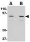 Nucleoporin 107 antibody, GTX31352, GeneTex, Western Blot image 