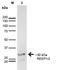 Receptor expression-enhancing protein 2 antibody, orb376710, Biorbyt, Western Blot image 
