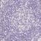 Zinc Finger B-Box Domain Containing antibody, PA5-57613, Invitrogen Antibodies, Immunohistochemistry paraffin image 