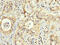 Peroxisomal targeting signal 1 receptor antibody, CSB-PA017805LA01HU, Cusabio, Immunohistochemistry frozen image 
