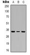 Tumor Protein P53 Inducible Protein 3 antibody, LS-C368834, Lifespan Biosciences, Western Blot image 