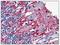 Myelin Basic Protein antibody, BM017, Origene, Immunohistochemistry frozen image 