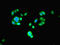 Proteasome subunit beta type-2 antibody, CSB-PA01385A0Rb, Cusabio, Immunofluorescence image 
