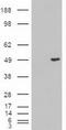 Keratin 18 antibody, TA500015, Origene, Western Blot image 