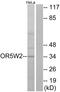 Olfactory Receptor Family 5 Subfamily W Member 2 antibody, GTX87488, GeneTex, Western Blot image 