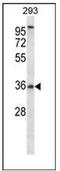 Pyrimidinergic Receptor P2Y6 antibody, AP53145PU-N, Origene, Western Blot image 