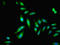 Gasdermin E antibody, LS-B13803, Lifespan Biosciences, Immunofluorescence image 