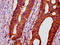 POC5 Centriolar Protein antibody, LS-C681081, Lifespan Biosciences, Immunohistochemistry paraffin image 
