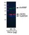IgG-heavy and light chain antibody, A90-337D6, Bethyl Labs, Western Blot image 