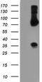 Snail Family Transcriptional Repressor 2 antibody, CF800154, Origene, Western Blot image 