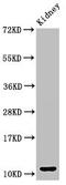 C-C Motif Chemokine Ligand 3 antibody, CSB-PA05939A0Rb, Cusabio, Western Blot image 
