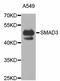 SMAD Family Member 3 antibody, A7536, ABclonal Technology, Western Blot image 