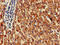 Glyoxylate reductase/hydroxypyruvate reductase antibody, CSB-PA009897HA01HU, Cusabio, Immunohistochemistry frozen image 