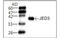 JEV E-D3 antibody, MBS838439, MyBioSource, Western Blot image 