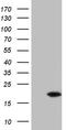 DNA-directed RNA polymerases I, II, and III subunit RPABC2 antibody, TA807758, Origene, Western Blot image 