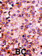 Pantothenate Kinase 3 antibody, abx033206, Abbexa, Immunohistochemistry frozen image 