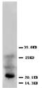 HSTF-1 antibody, PA5-79256, Invitrogen Antibodies, Western Blot image 