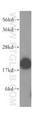 SUMO-conjugating enzyme UBC9 antibody, 51018-2-AP, Proteintech Group, Western Blot image 