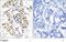 Serine-protein kinase ATM antibody, TA309979, Origene, Immunohistochemistry frozen image 
