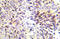 Checkpoint Kinase 1 antibody, AP21018PU-N, Origene, Immunohistochemistry frozen image 
