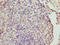 Calmodulin antibody, A51453-100, Epigentek, Immunohistochemistry paraffin image 