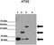 ATXN3 antibody, TA339685, Origene, Western Blot image 