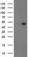 Docking Protein 2 antibody, TA503381, Origene, Western Blot image 