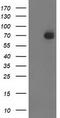 SH2B adapter protein 3 antibody, LS-C173048, Lifespan Biosciences, Western Blot image 