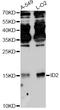 DNA-binding protein inhibitor ID-2 antibody, abx125980, Abbexa, Western Blot image 