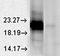 Heat Shock Transcription Factor 1 antibody, orb67320, Biorbyt, Western Blot image 