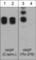 Vasodilator Stimulated Phosphoprotein antibody, VP2781, ECM Biosciences, Western Blot image 